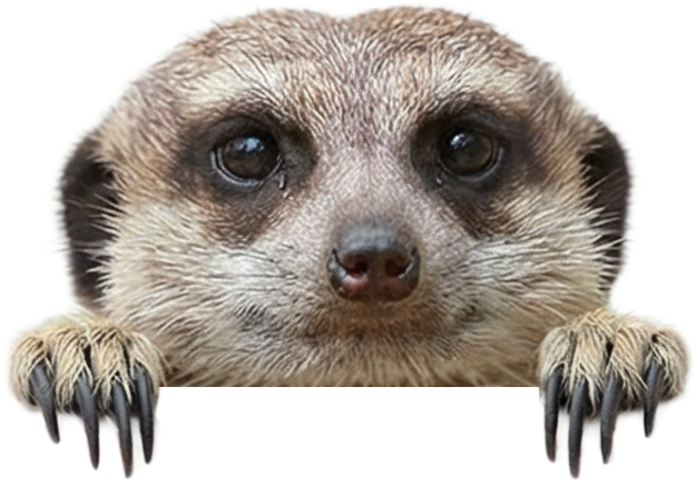 Surikata kouká zpoza newsletteru